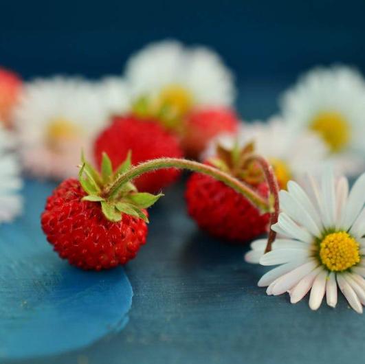 Wildberry Chamomile BBW type - Premium Fragrance Oil